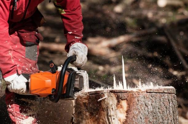 Stump Grinding Services Western New York